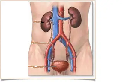 Dr Bergoug Zouhir : Chirurgien Urologue